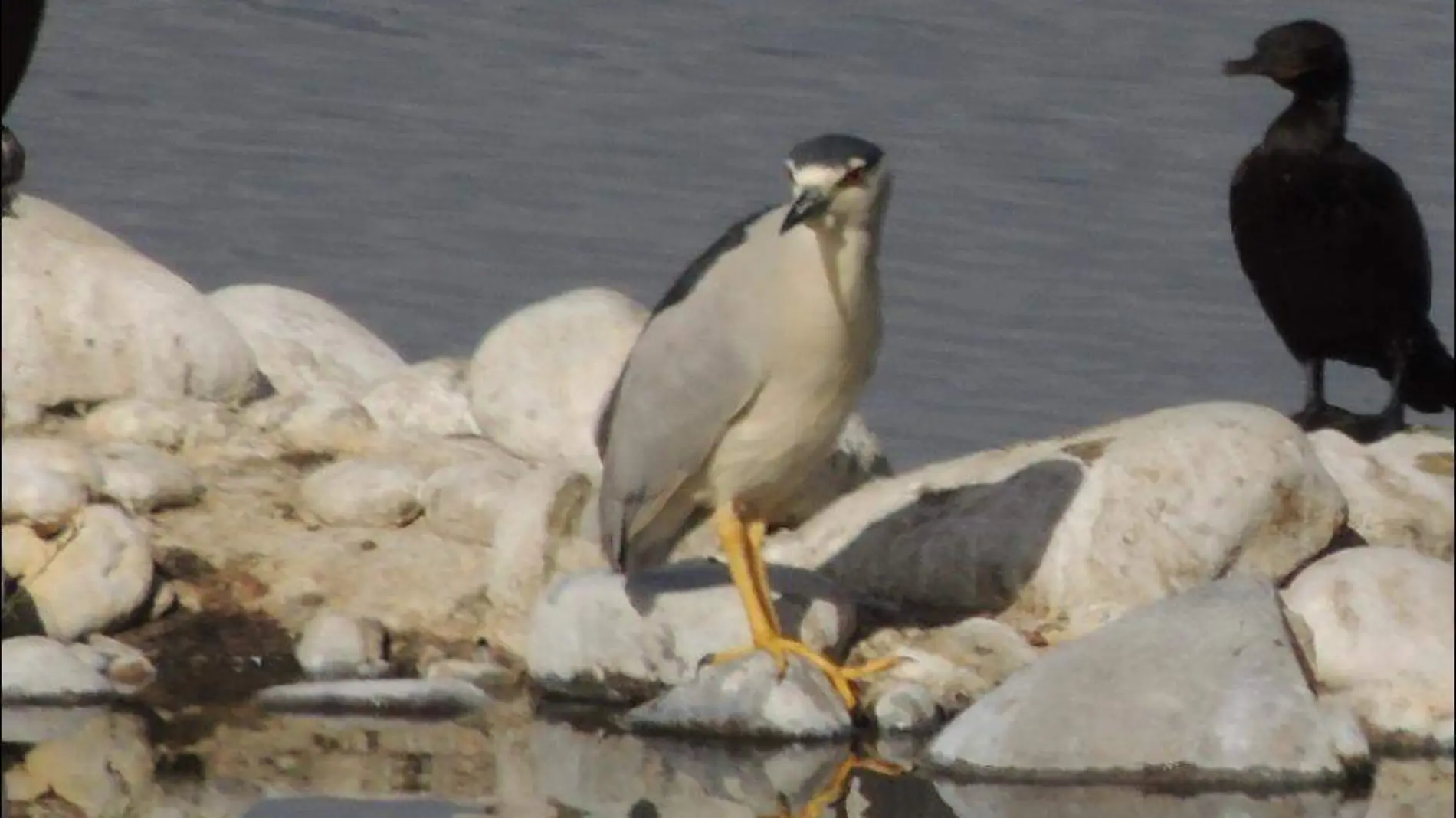 Pedrete corona negra. Nycticorax nycticorax